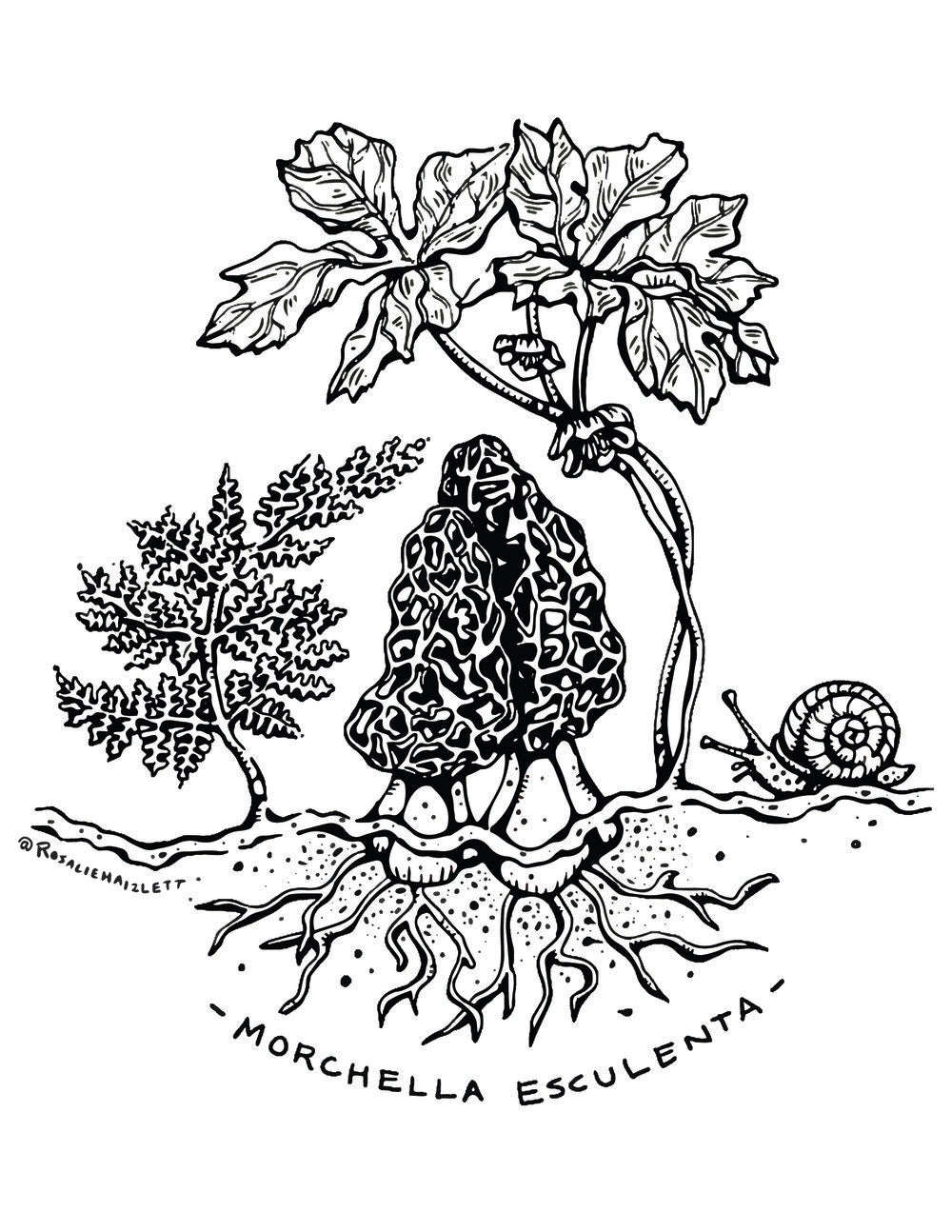 Free Forest Floor Coloring Sheet! Rosalie Haizlett Illustration