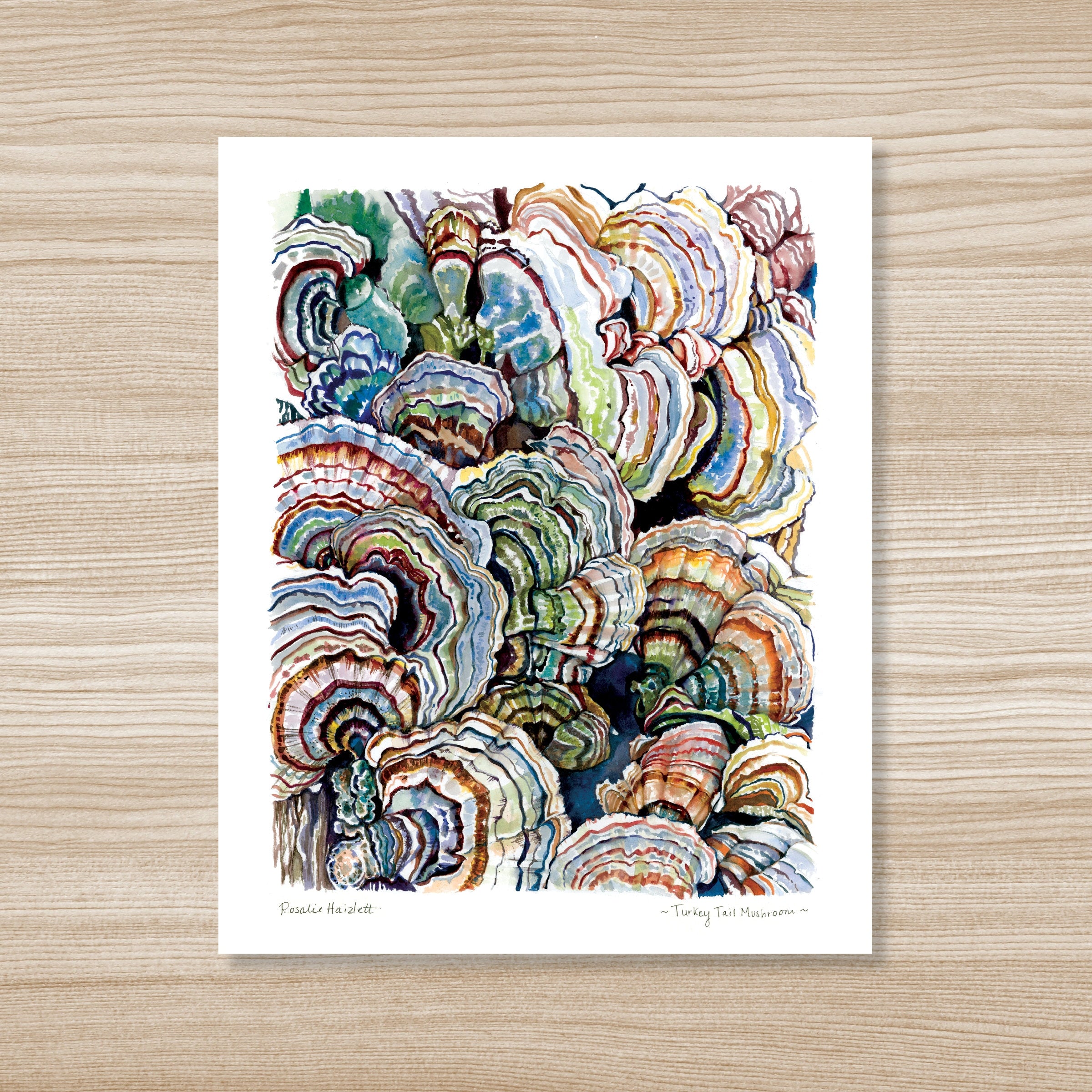 Turkey Tail Mushroom Watercolor Art Print Rosalie Haizlett Illustration turkey-tail-mushroom-watercolor-art-print-rosalie-haizlett-illustration