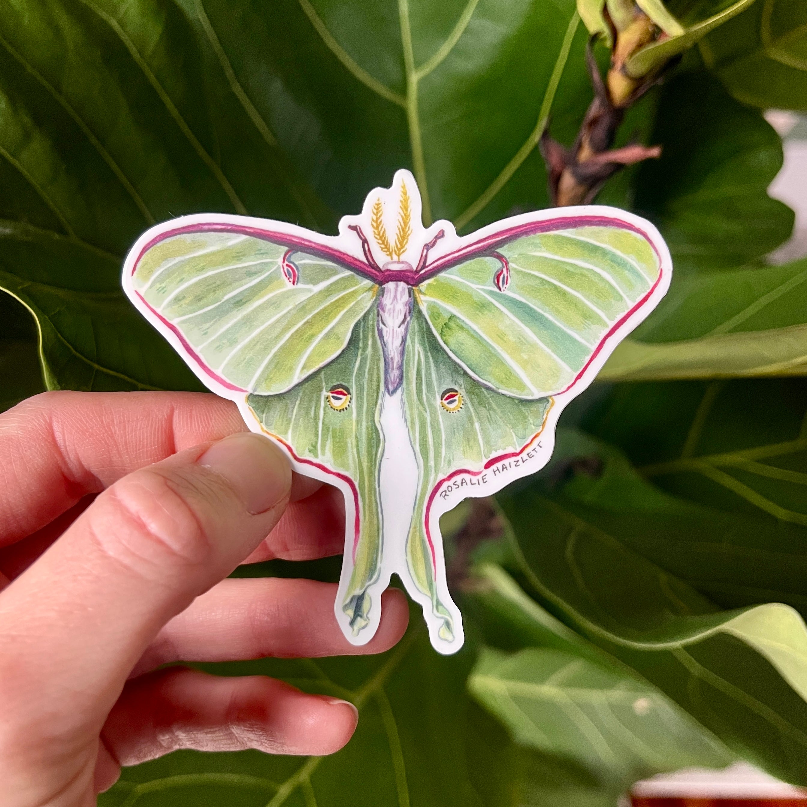 Luna Moth Sticker Luna Moth - Waterproof Sticker – Rosalie Haizlett Illustration