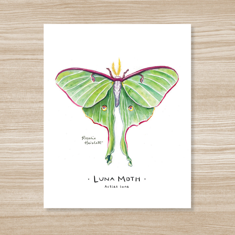 Luna Moth Watercolor Art Print – Rosalie Haizlett Illustration