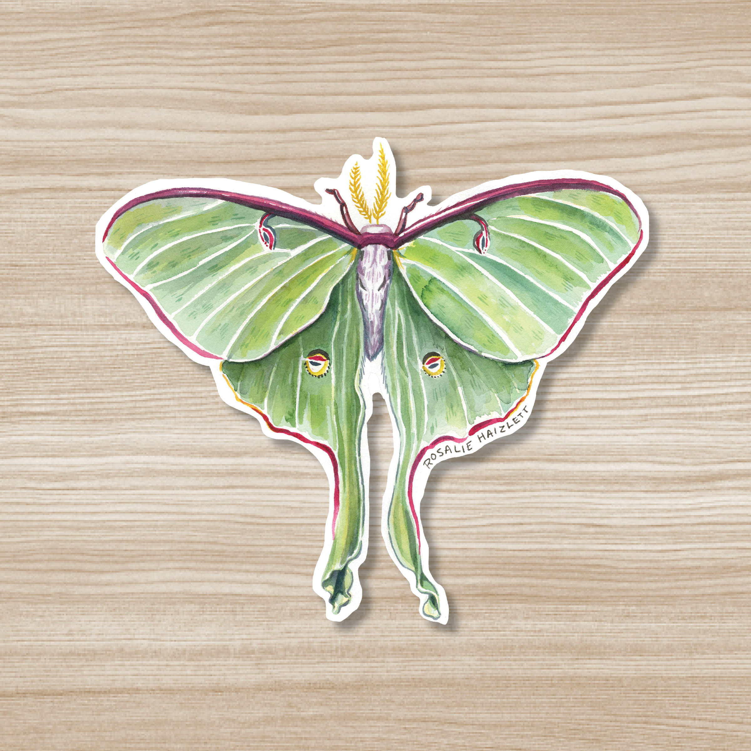Luna Moth Sticker Luna Moth - Waterproof Sticker – Rosalie Haizlett Illustration