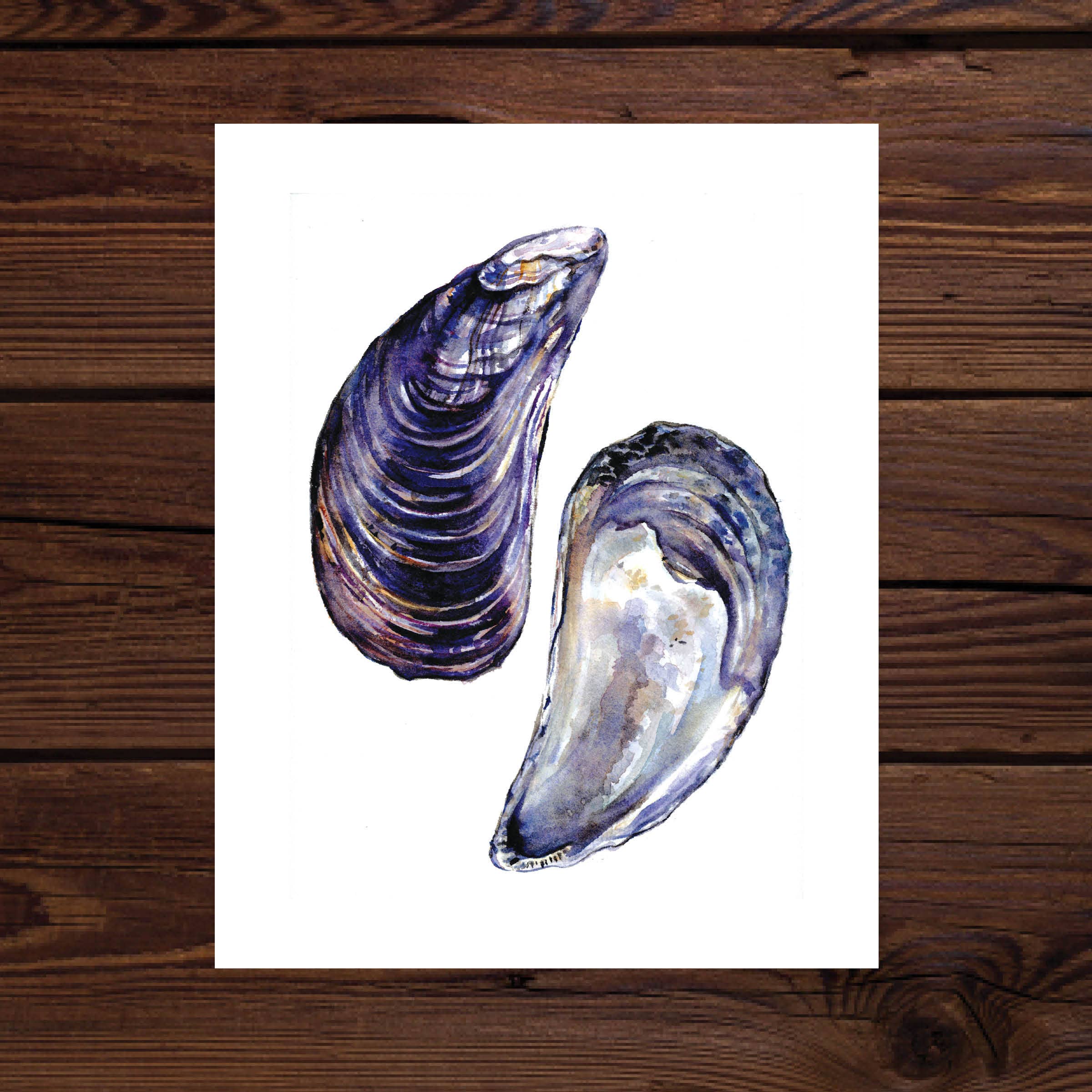 Blue Mussel Watercolor Art Print – Rosalie Haizlett Illustration