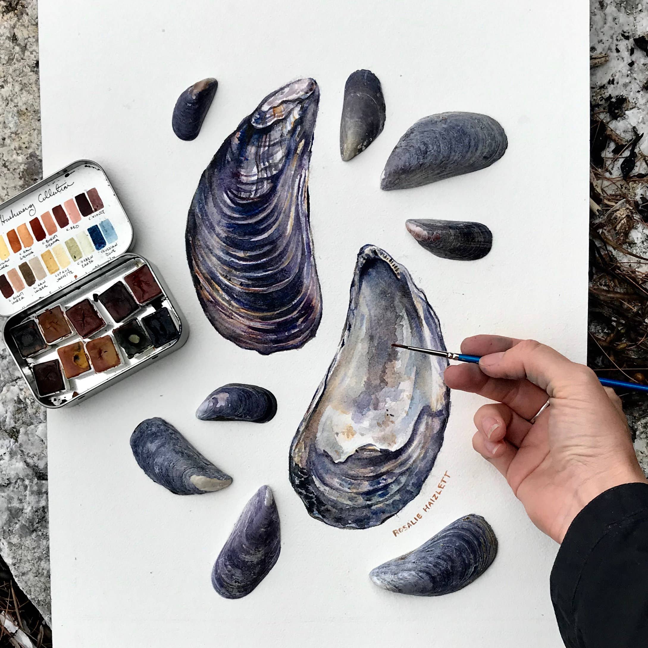 Blue Mussel Watercolor Art Print – Rosalie Haizlett Illustration