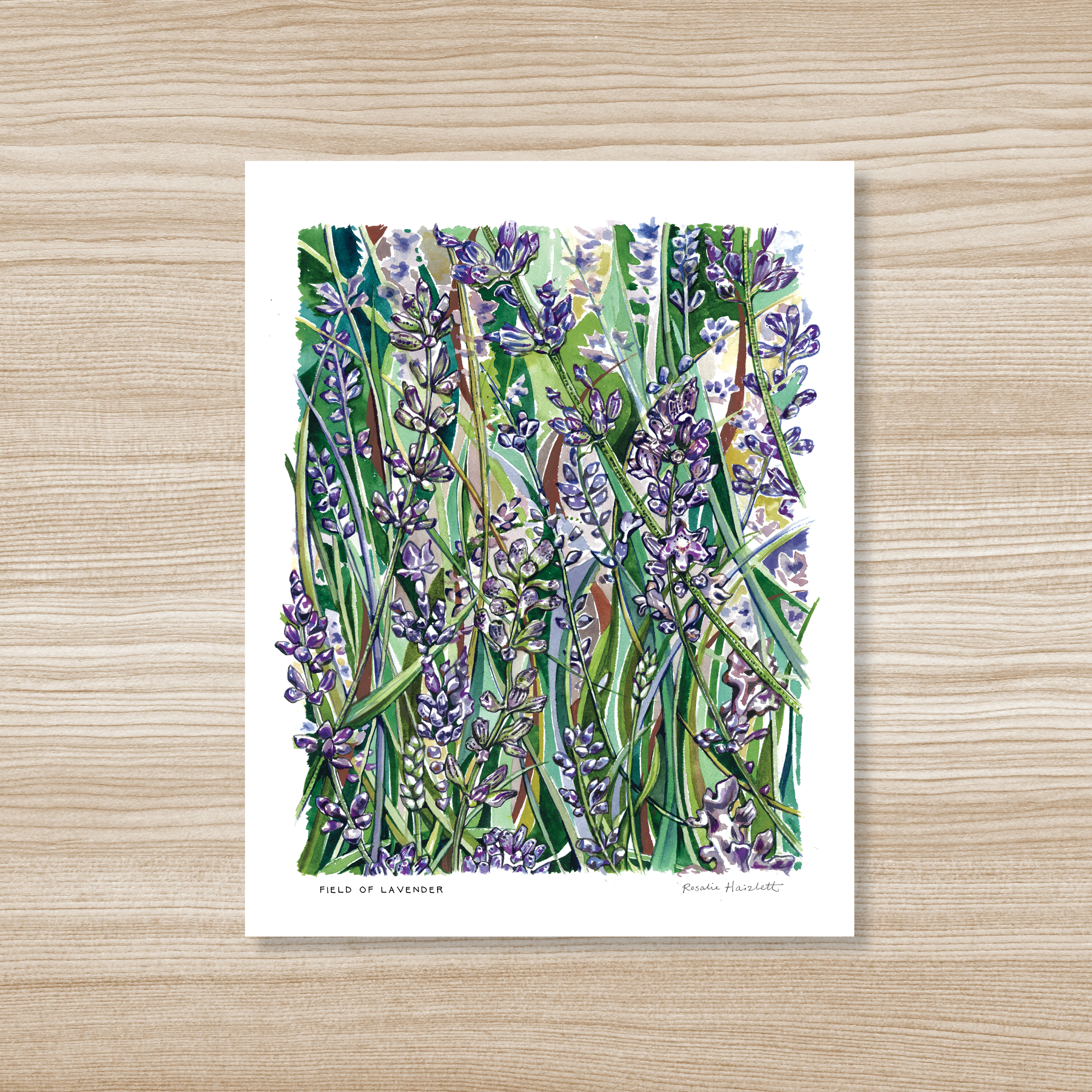 Field of Lavender Watercolor Art Print – Rosalie Haizlett Illustration